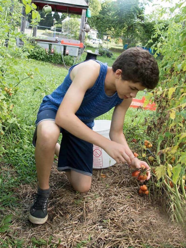 Person crouching in a garden, picking fresh tomatoes on a sunny day.