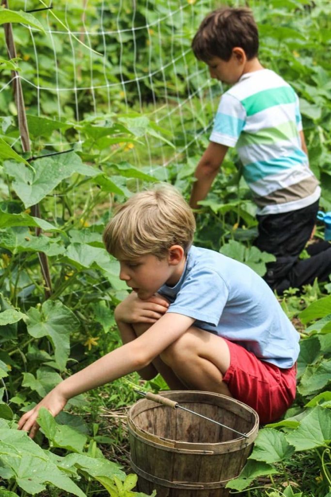 Children harvesting vegetables in a garden, collecting in baskets.