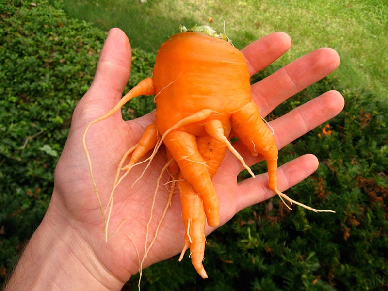 garden carrot with interesting formations