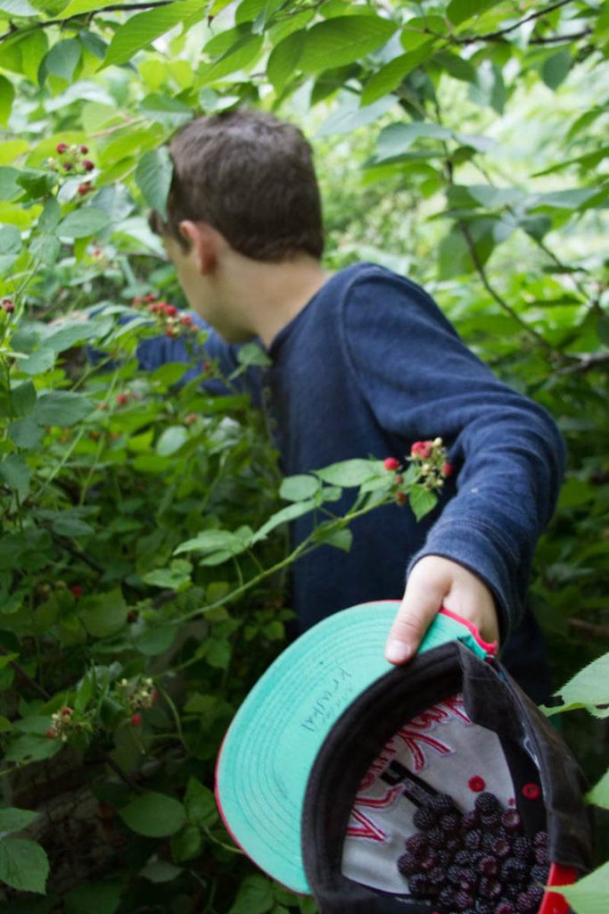 Person gathering wild berries, holding cap filled with berries.